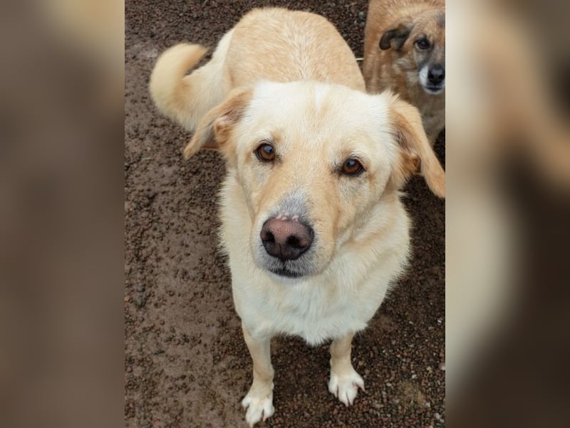 Dario - kam als Junghund in ein Canile