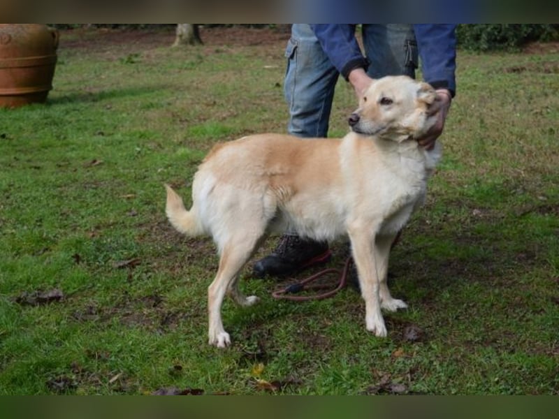 Dario - kam als Junghund in ein Canile