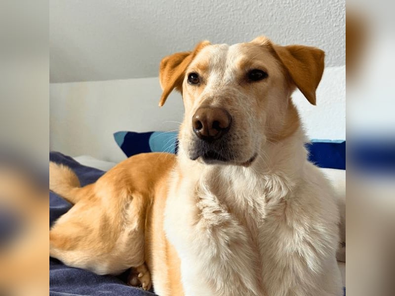 Teddy - Sechs Jahre Treue und nun soll er gehen