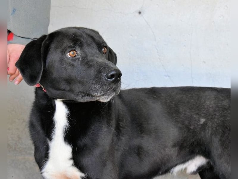 Norgen - Potential zum Traumhund