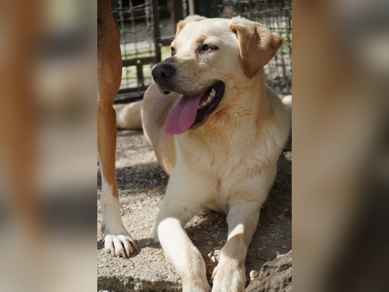 Tyler - fröhlicher Labrador auf Entdeckungstour