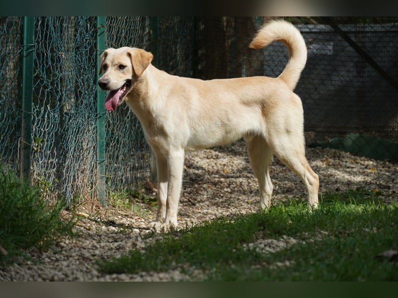 Tyler - fröhlicher Labrador auf Entdeckungstour