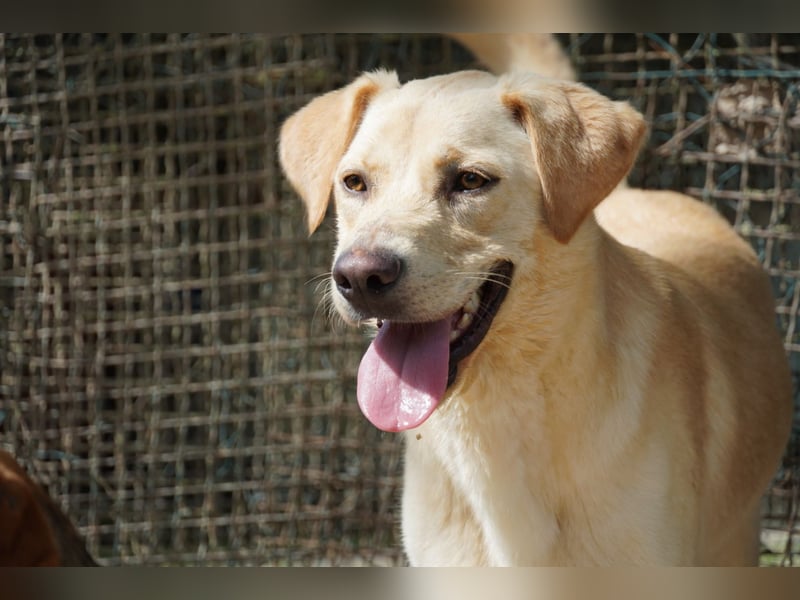Tyler - fröhlicher Labrador auf Entdeckungstour
