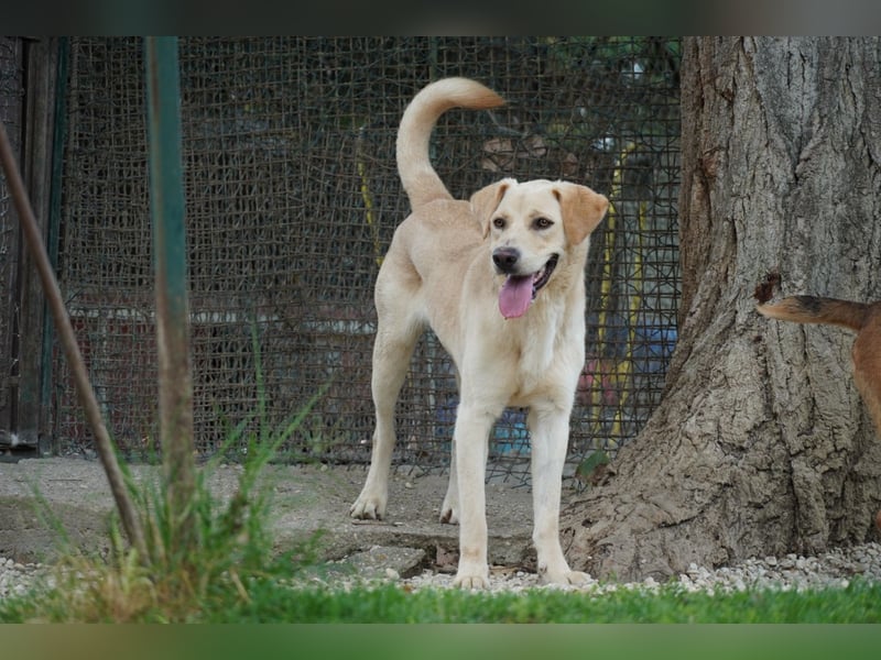Tyler - fröhlicher Labrador auf Entdeckungstour