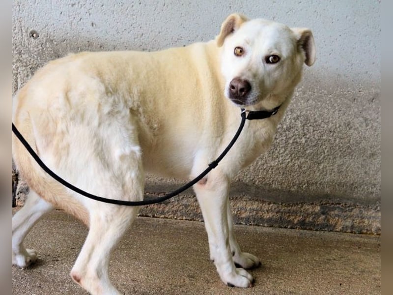 Luken - Zwei Seelen. Zwei Geschichten. Ein Ziel.