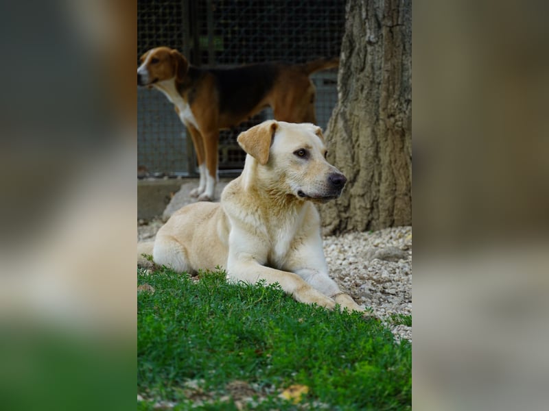 Tyler - fröhlicher Labrador auf Entdeckungstour