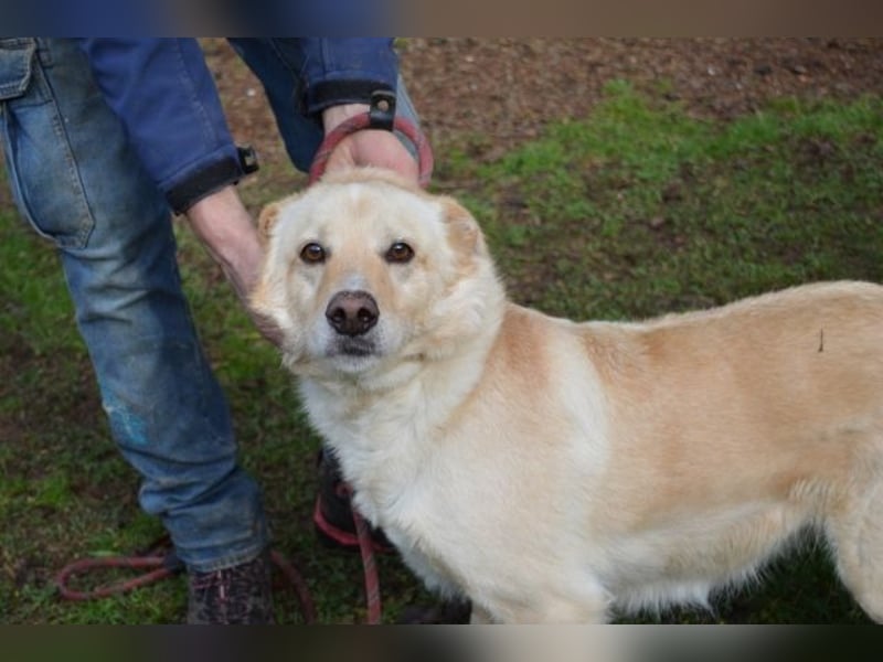 Dario - kam als Junghund in ein Canile