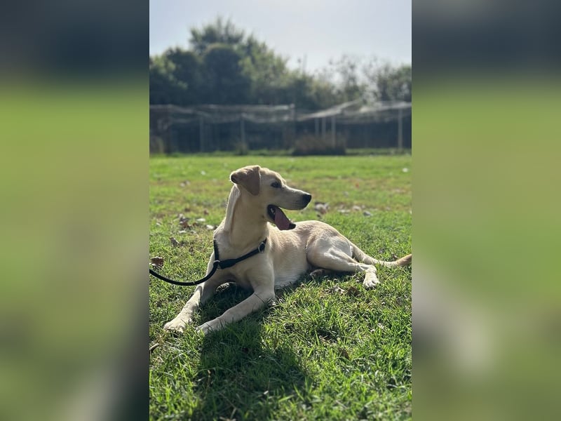Tyler - fröhlicher Labrador auf Entdeckungstour