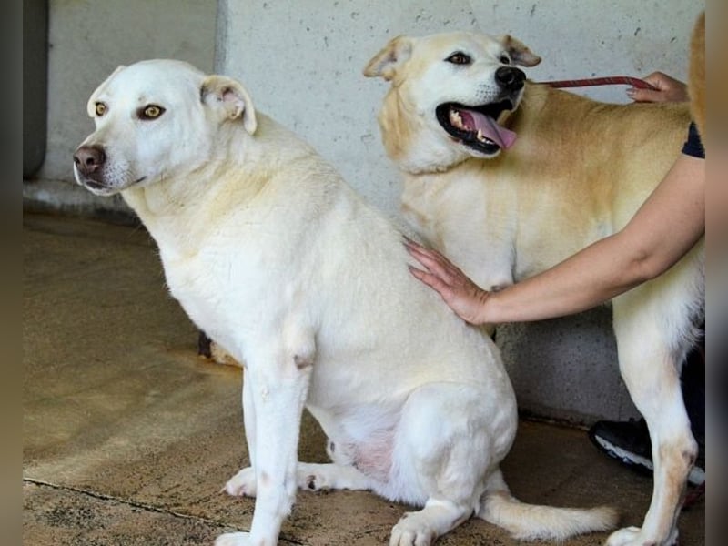 Luken - Zwei Seelen. Zwei Geschichten. Ein Ziel.