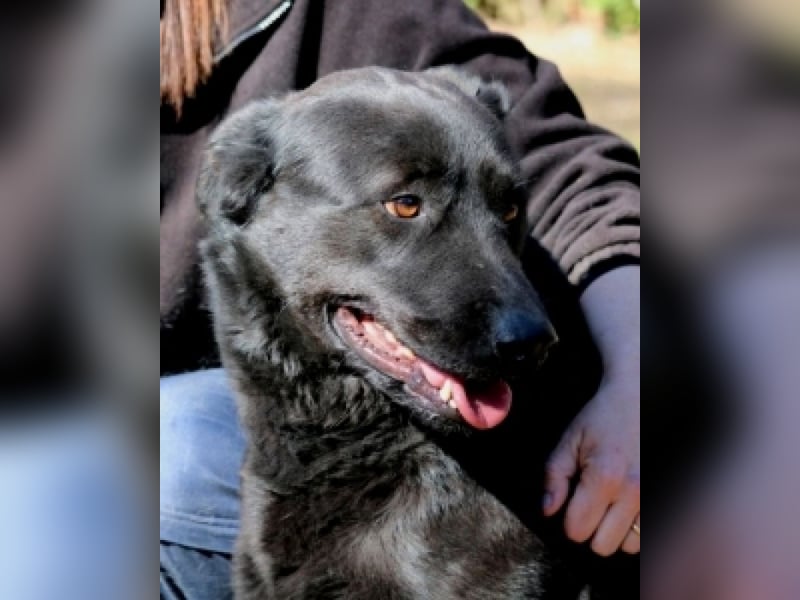 Jonatan - ist liebenswürdig zu Menschen