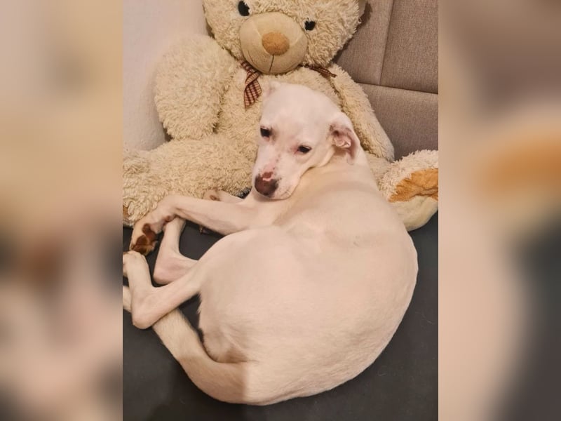 Nola - DRINGEND - Nola sucht bis 04.01. ein Zuhause oder eine Pflegestelle!