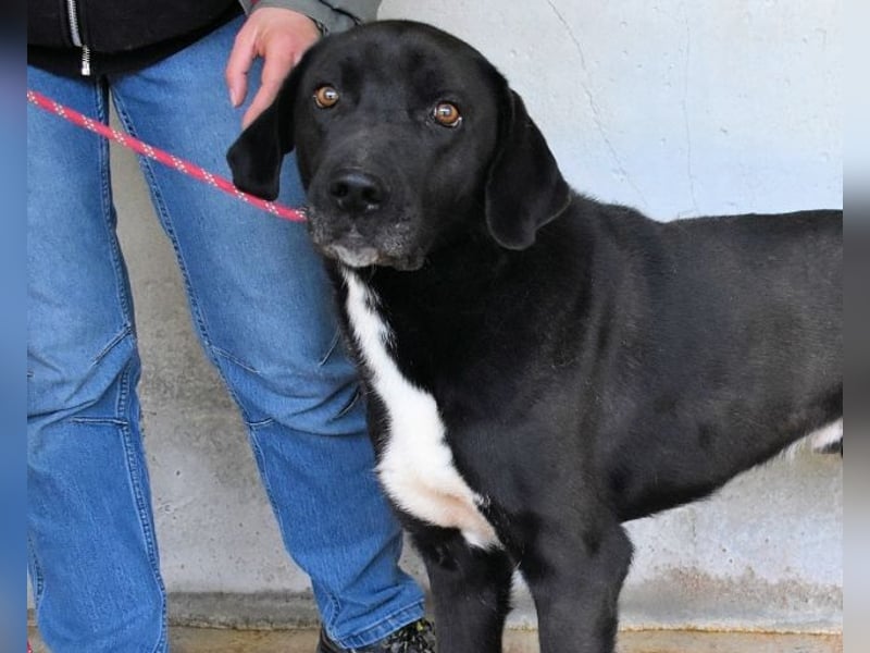 Norgen - Potential zum Traumhund