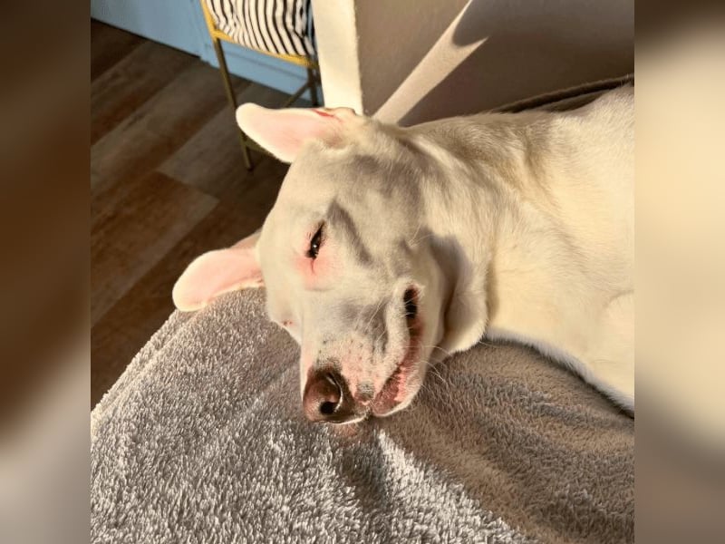 Nola - auf meiner Weihnachtswunschliste steht nur eines: Eine liebe Familie. Eine, die bleibt.