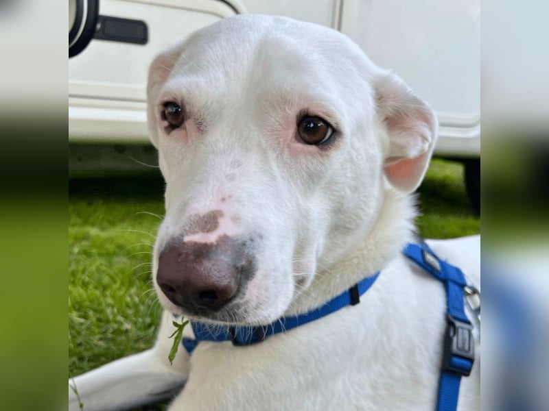 Nola - auf meiner Weihnachtswunschliste steht nur eines: Eine liebe Familie. Eine, die bleibt.