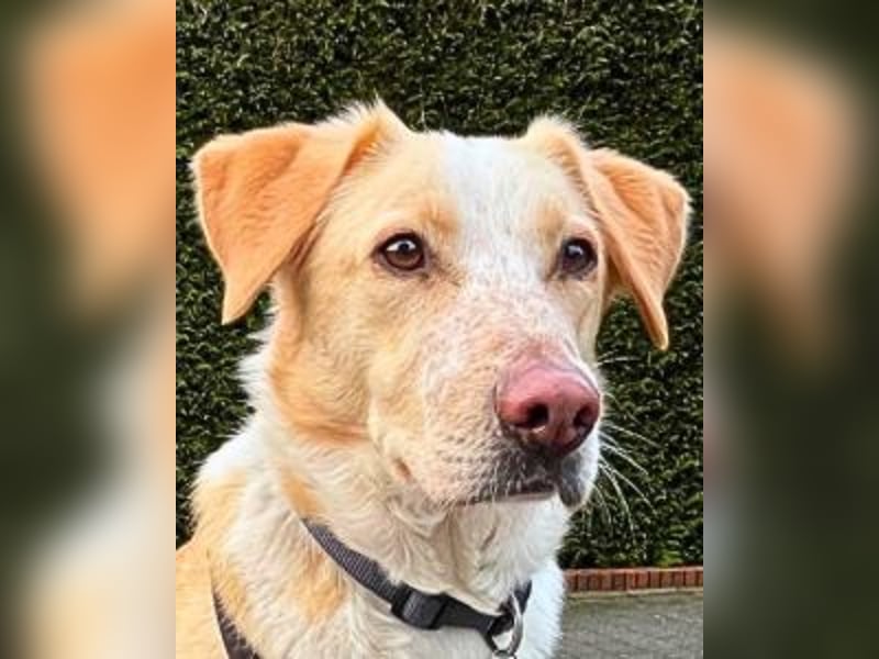 Teddy - Sechs Jahre Treue und nun soll er gehen