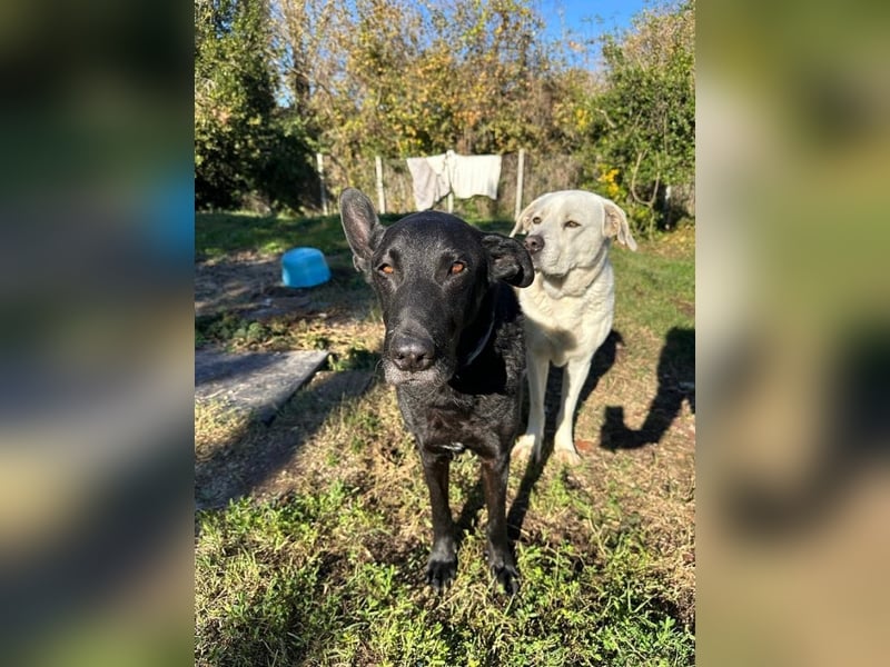 Seb - Wunschzettel für den perfekten Familienhund: 10 von 10 Punkten