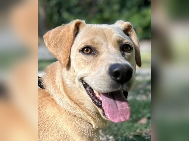 Tyler - fröhlicher Labrador auf Entdeckungstour