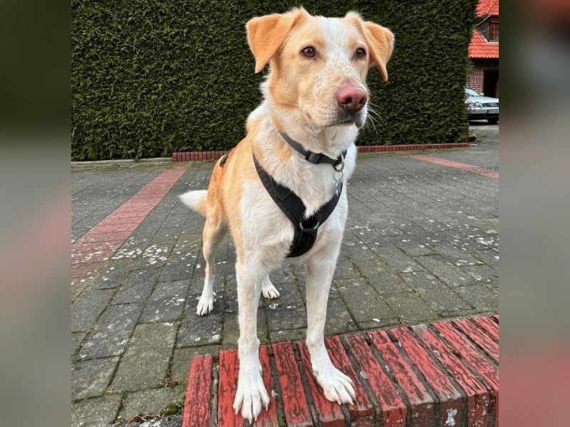 Teddy - Sechs Jahre Treue und nun soll er gehen