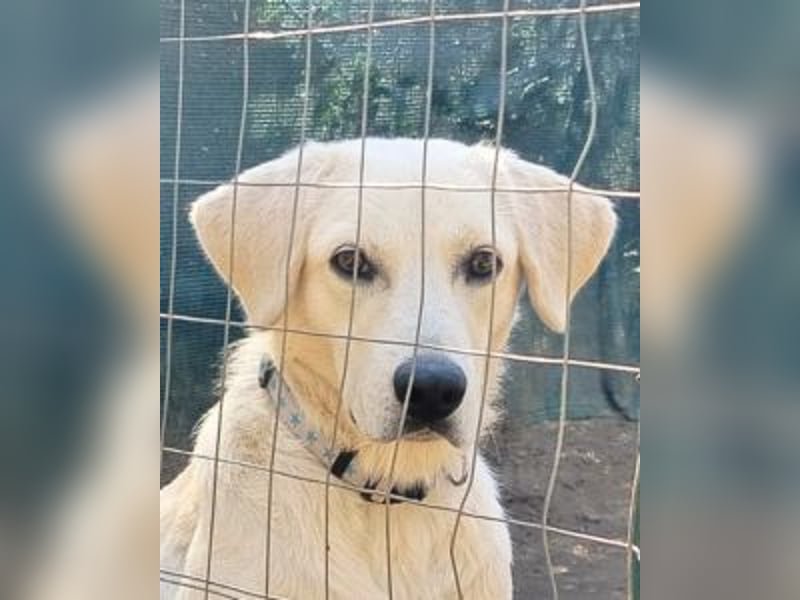 Johnny - (m)ein Freund fürs Leben