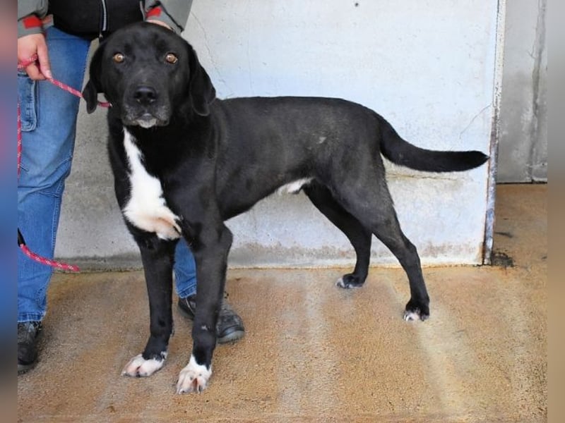 Norgen - Potential zum Traumhund