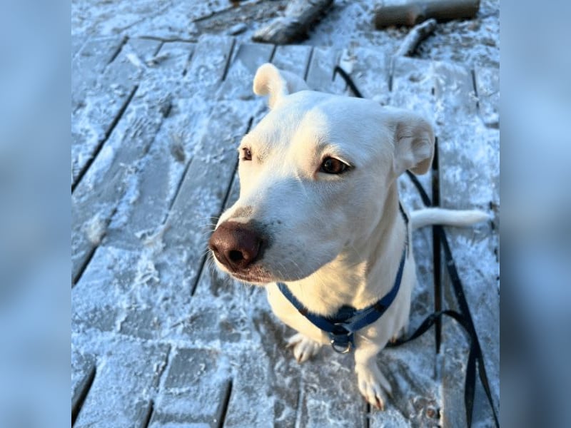 Nola - DRINGEND - Nola sucht bis 04.01. ein Zuhause oder eine Pflegestelle!