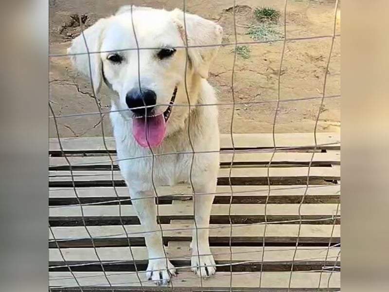 Johnny - (m)ein Freund fürs Leben