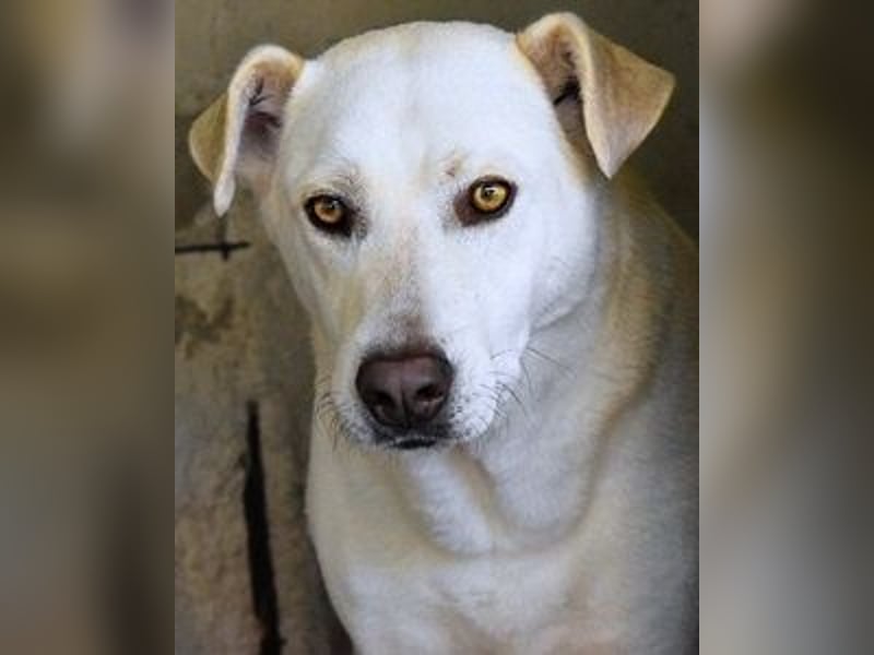 Luken - Zwei Seelen. Zwei Geschichten. Ein Ziel.