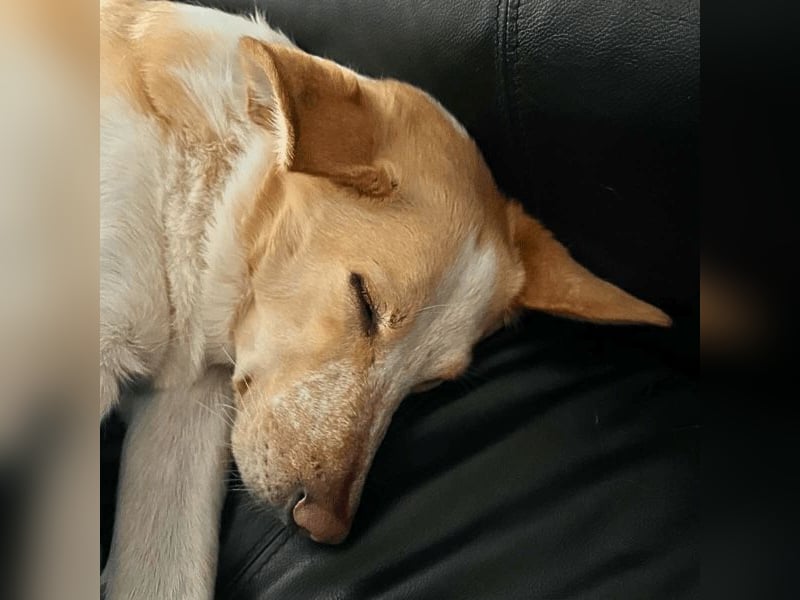 Teddy - Sechs Jahre Treue und nun soll er gehen