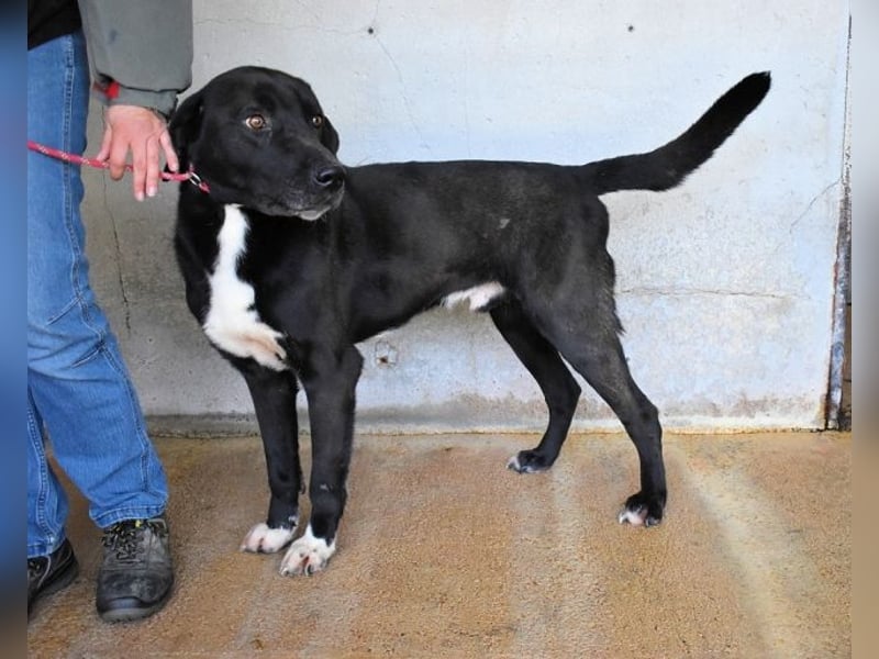 Norgen - Potential zum Traumhund