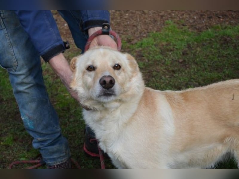 Dario - kam als Junghund in ein Canile