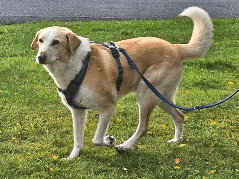 Teddy - Sechs Jahre Treue und nun soll er gehen