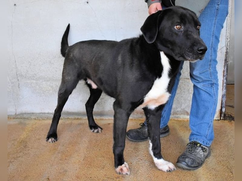 Norgen - Potential zum Traumhund