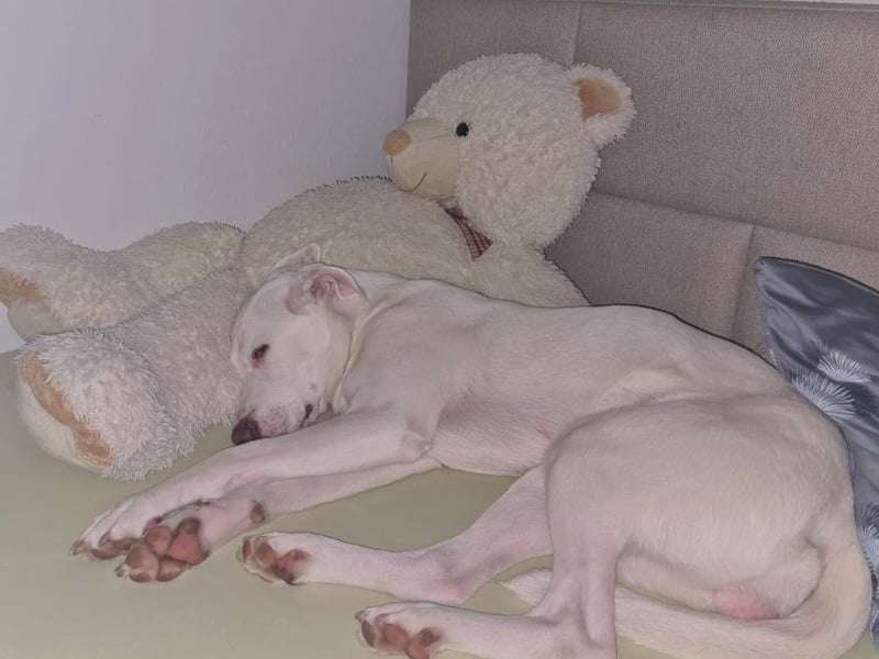 Nola - DRINGEND - Nola sucht bis 04.01. ein Zuhause oder eine Pflegestelle!