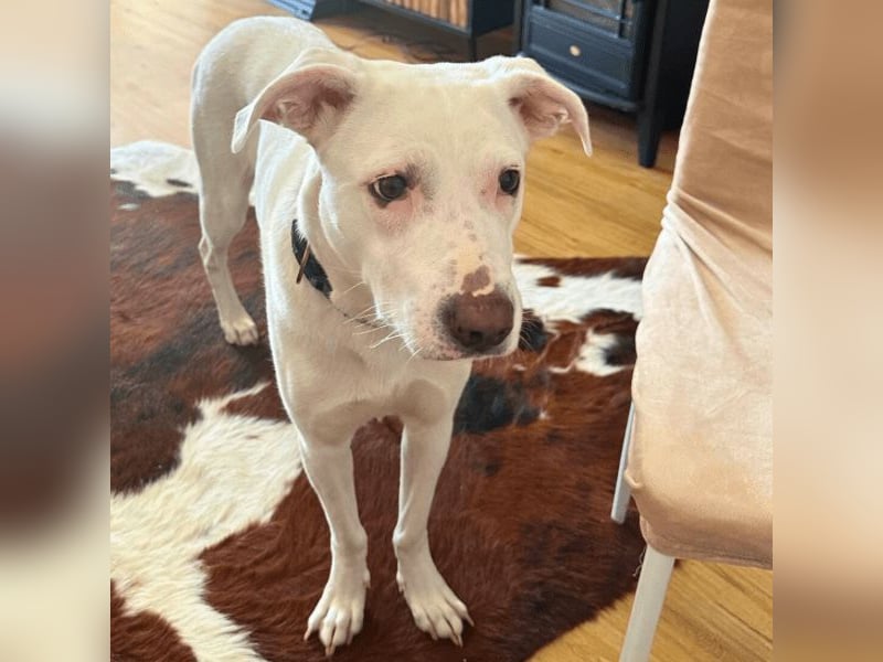 Nola - auf meiner Weihnachtswunschliste steht nur eines: Eine liebe Familie. Eine, die bleibt.