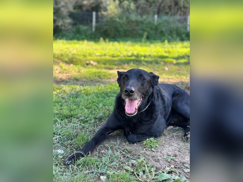 Seb - Wunschzettel für den perfekten Familienhund: 10 von 10 Punkten