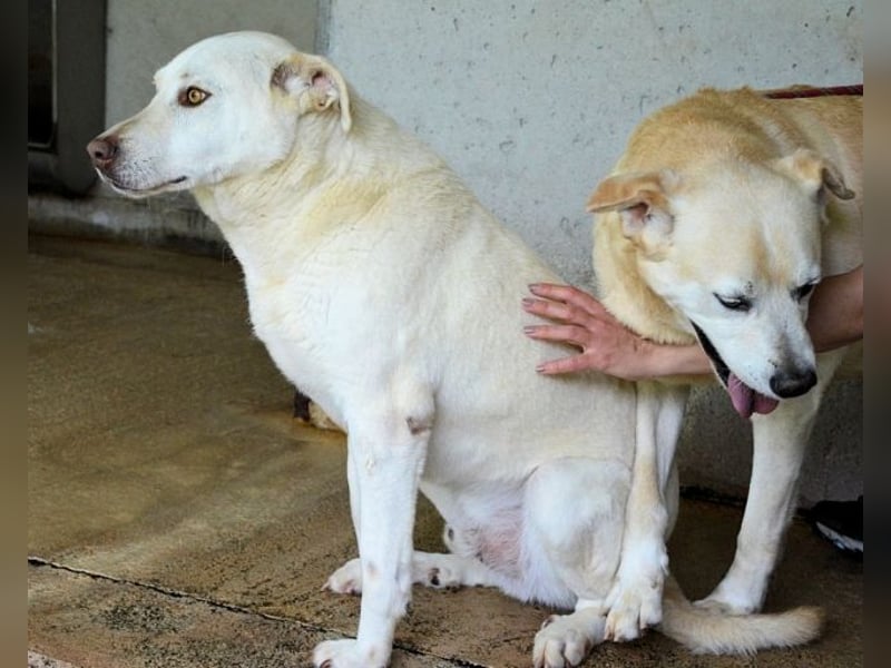Luken - Zwei Seelen. Zwei Geschichten. Ein Ziel.