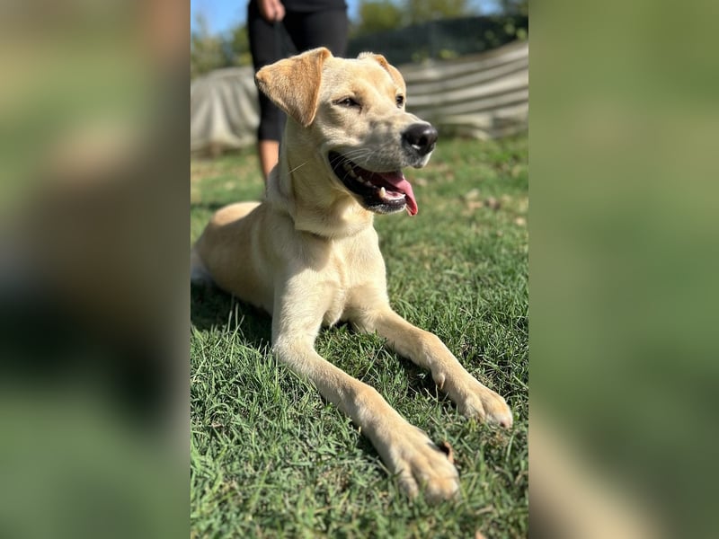 Tyler - fröhlicher Labrador auf Entdeckungstour
