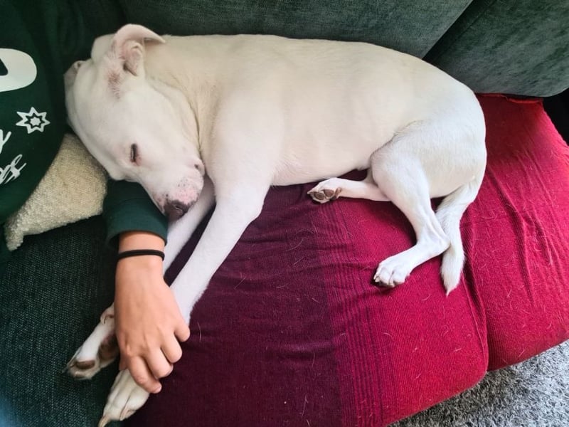 Nola - DRINGEND - Nola sucht bis 04.01. ein Zuhause oder eine Pflegestelle!