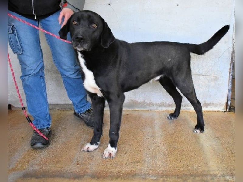 Norgen - Potential zum Traumhund