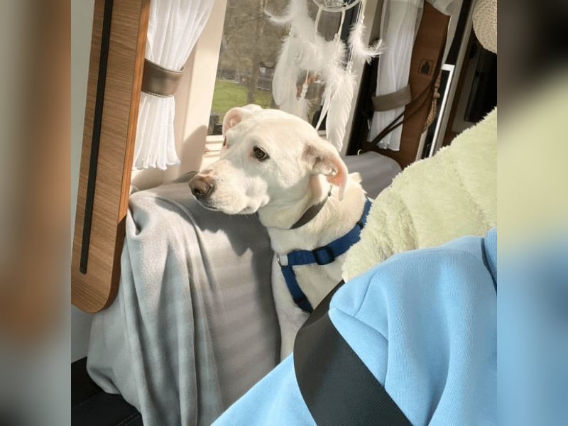 Nola - auf meiner Weihnachtswunschliste steht nur eines: Eine liebe Familie. Eine, die bleibt.