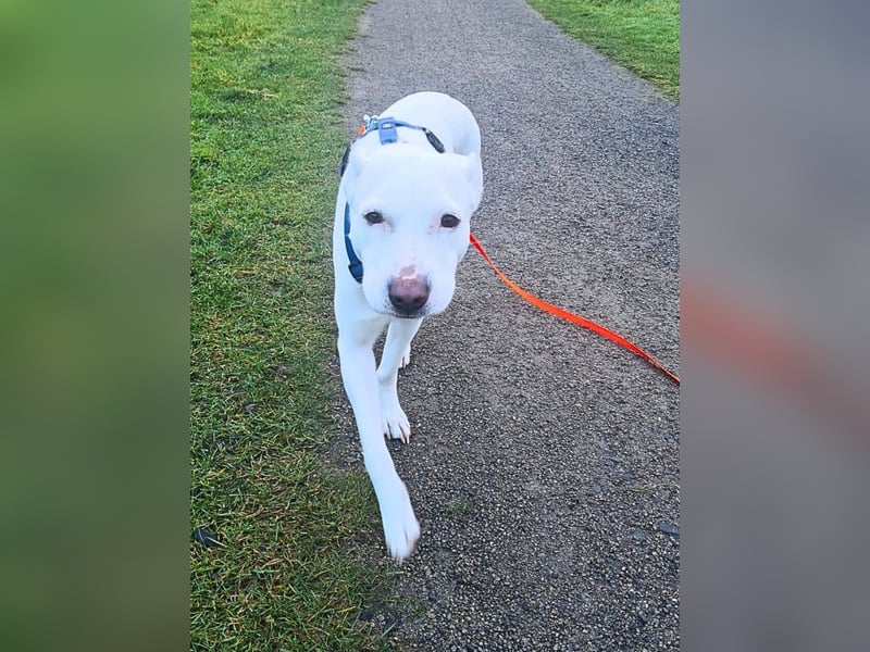 Nola - DRINGEND - Nola sucht bis 04.01. ein Zuhause oder eine Pflegestelle!