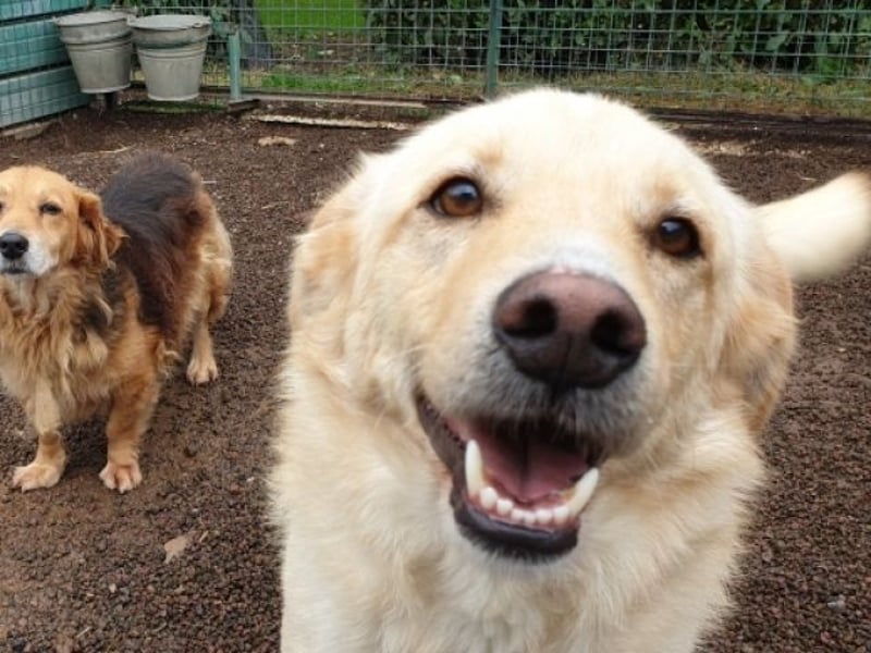 Dario - Warum eigentlich nicht ich?