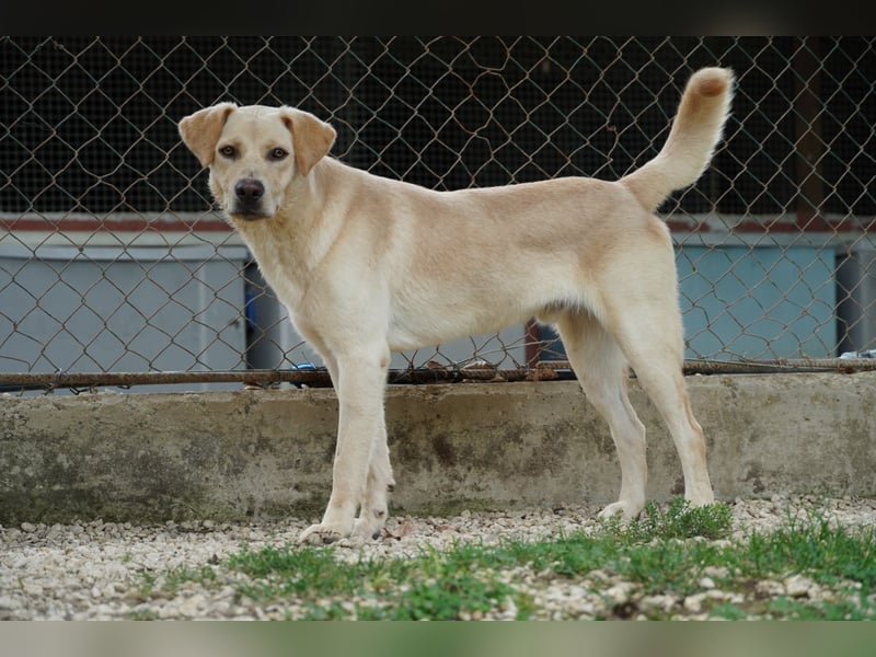 Tyler - fröhlicher Labrador auf Entdeckungstour