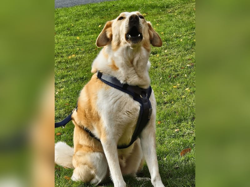 Teddy - Sechs Jahre Treue und nun soll er gehen