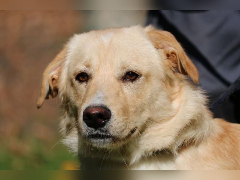 Dario - Warum eigentlich nicht ich?