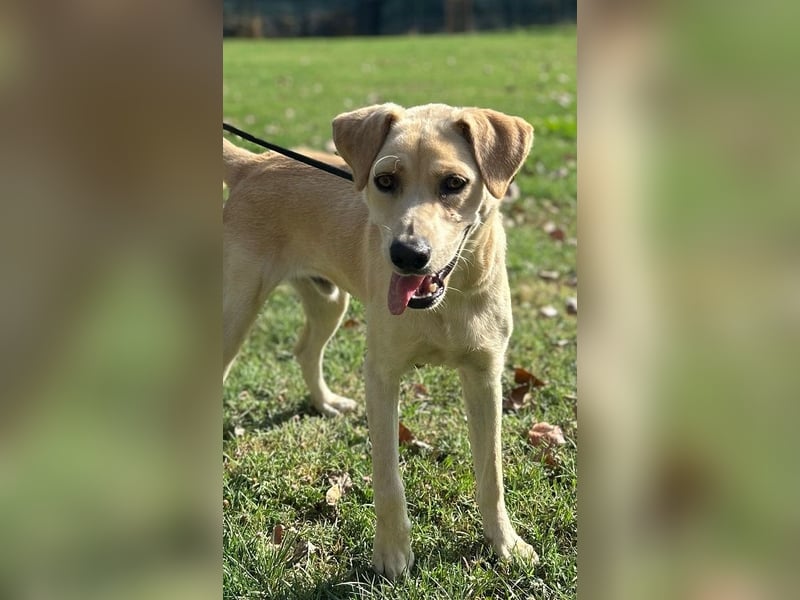 Tyler - fröhlicher Labrador auf Entdeckungstour