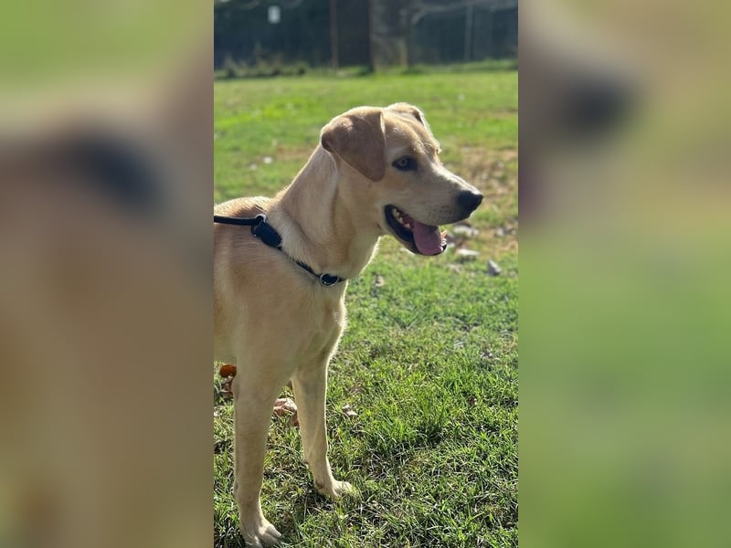 Tyler - fröhlicher Labrador auf Entdeckungstour