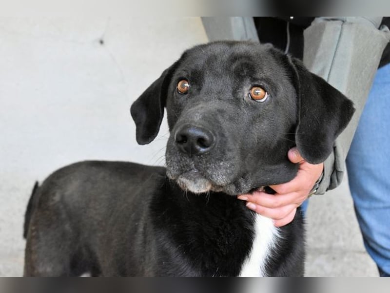 Norgen - Potential zum Traumhund