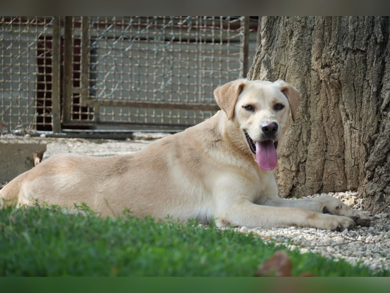Tyler - fröhlicher Labrador auf Entdeckungstour