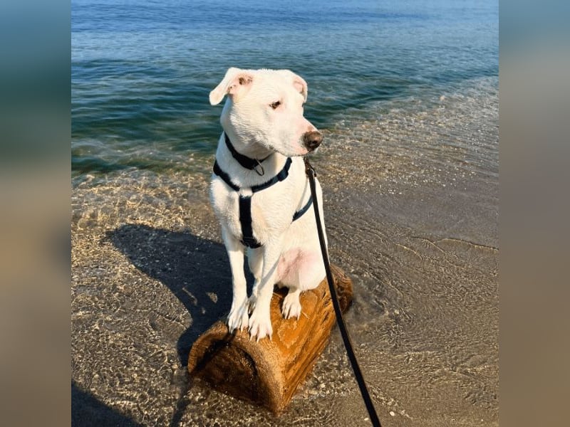 Nola - auf meiner Weihnachtswunschliste steht nur eines: Eine liebe Familie. Eine, die bleibt.